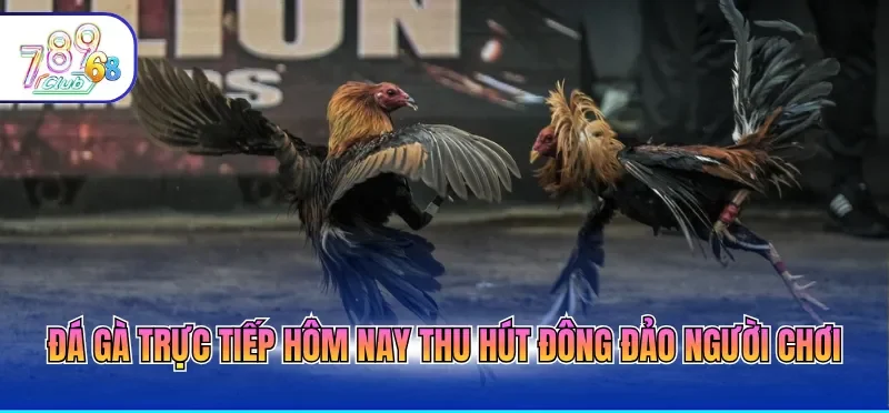 Đá gà trực tiếp hôm nay thu hút đông đảo người chơi