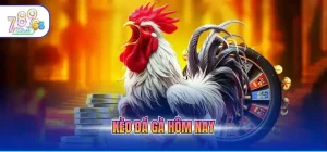 Kèo đá gà hôm nay