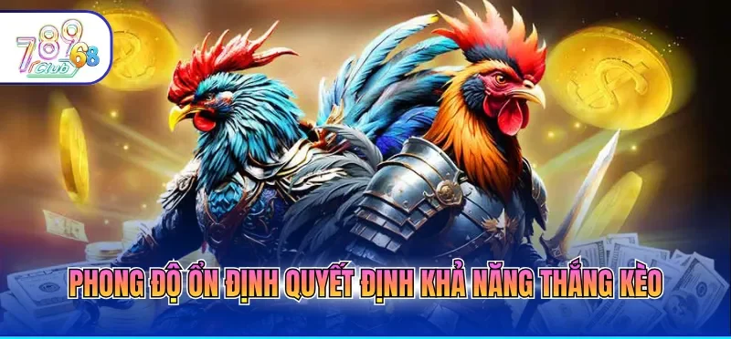 Kèo Đá Gà Hôm Nay Cập Nhật Bảng Kèo Chuẩn Xác Từng Phút 4 Phong độ ổn định quyết định khả năng thắng kèo