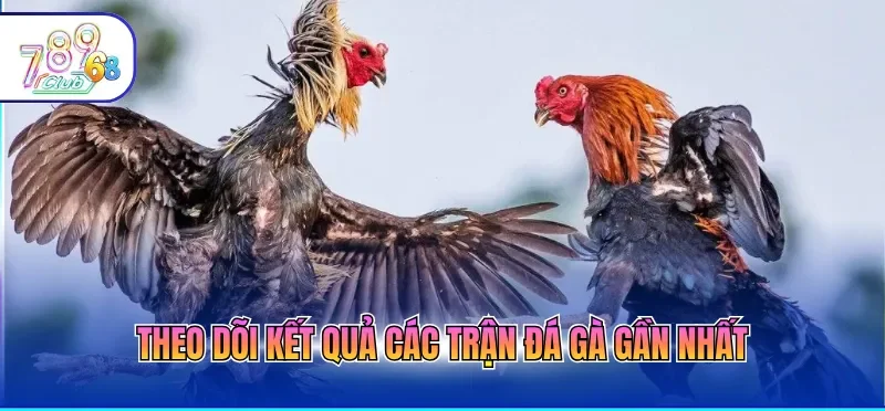 Theo dõi kết quả các trận đá gà gần nhất