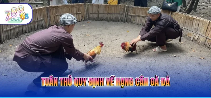 Tuân thủ quy định về hạng cân gà đá